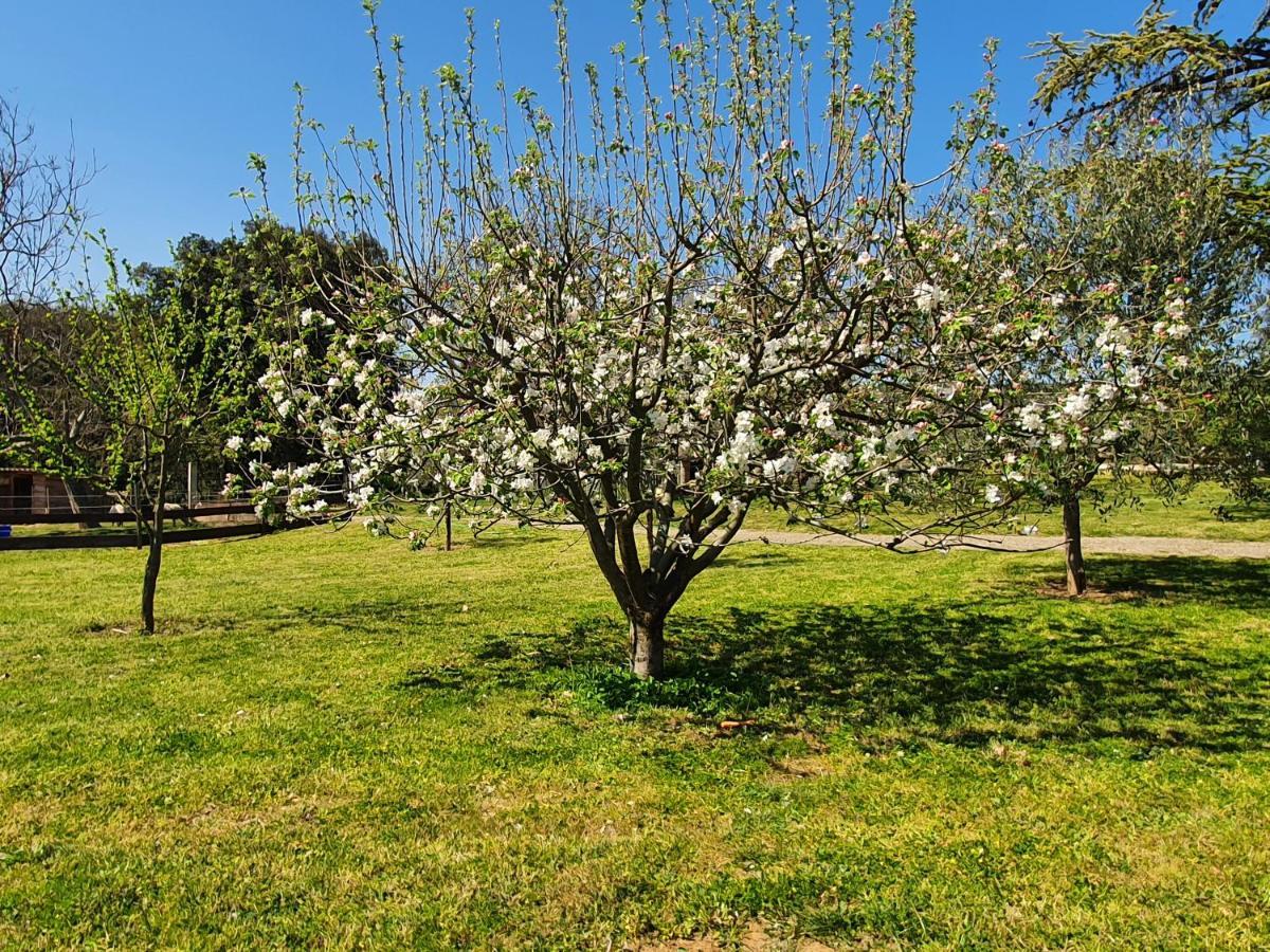 Mas Des Gardies Saint-Julien-de-Peyrolas 外观 照片